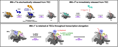 RNA Polymerase of Mycobacterium Tuberculosis